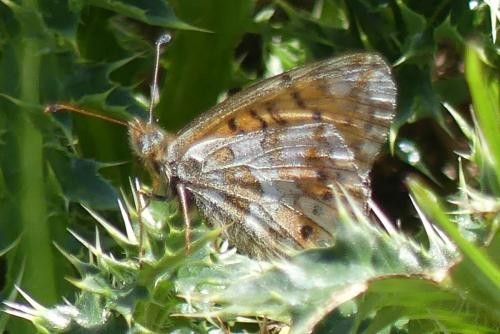 Réf. 239 268 : Boloria pales